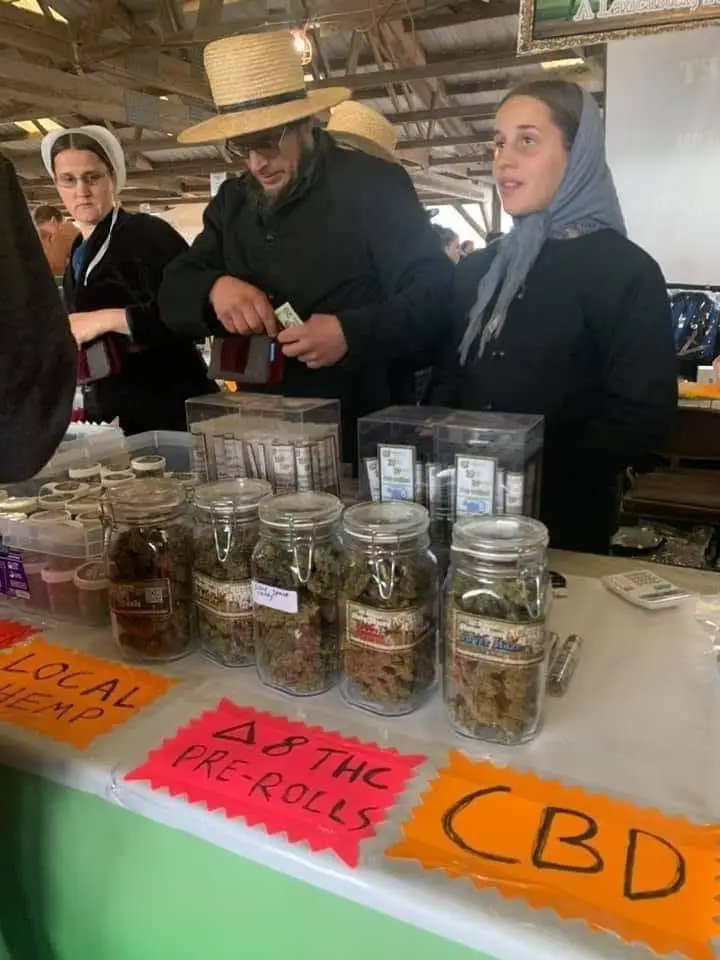 Amish Weed Farmers & Courthose Shenanigans: A Budding Scandal