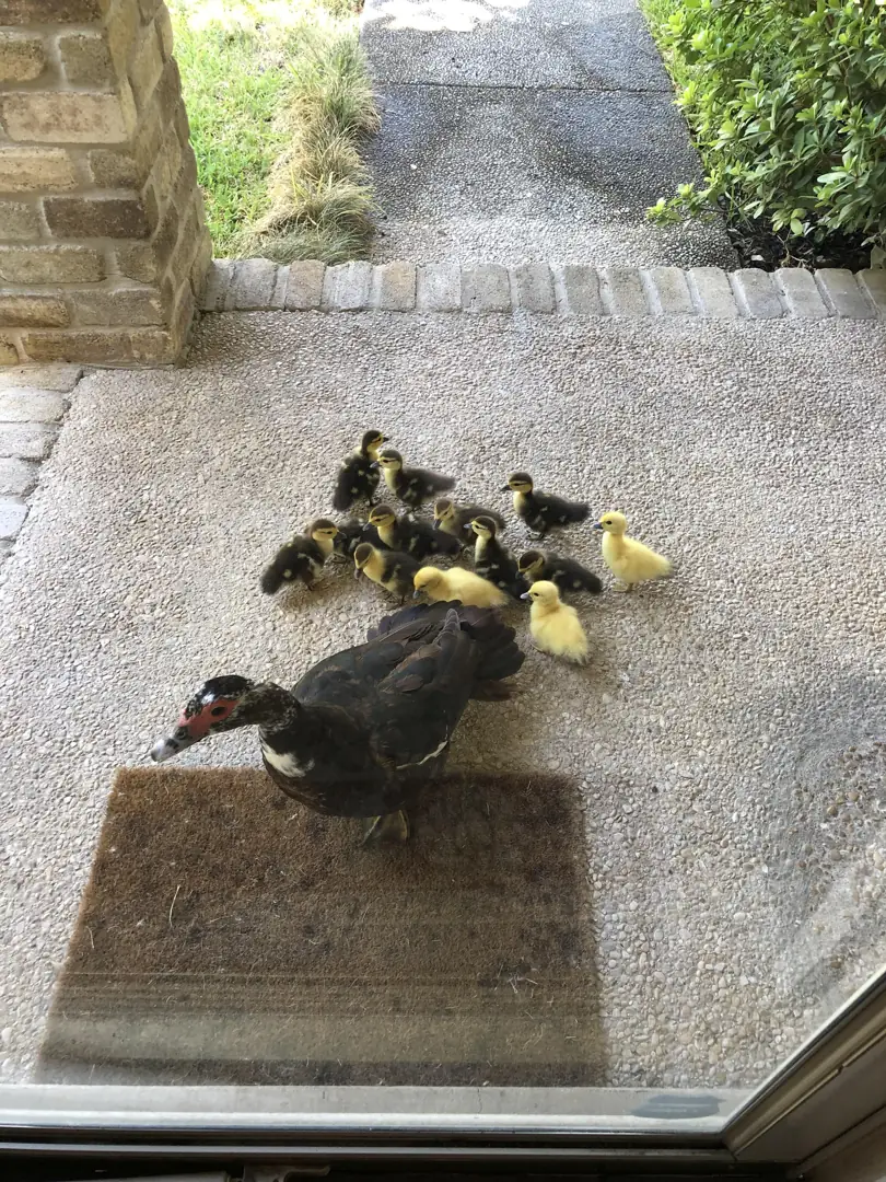 This next level mama duck deserves a fucking raise for bringing her gangster fluff balls to my wet doorstep